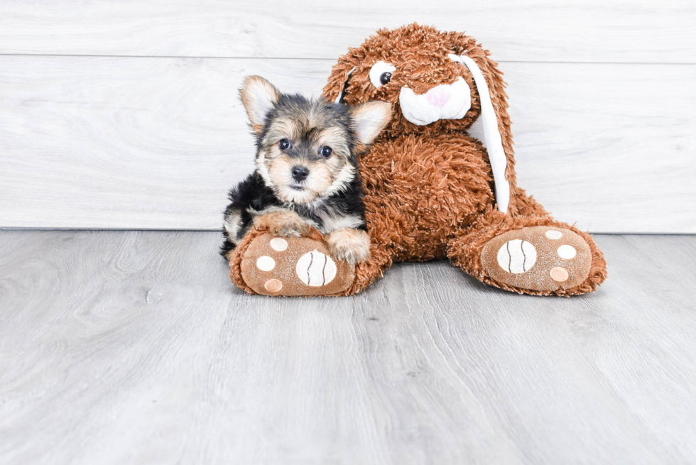 Adorable Yorkie Designer Puppy