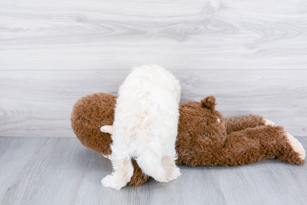 Friendly Havanese Baby