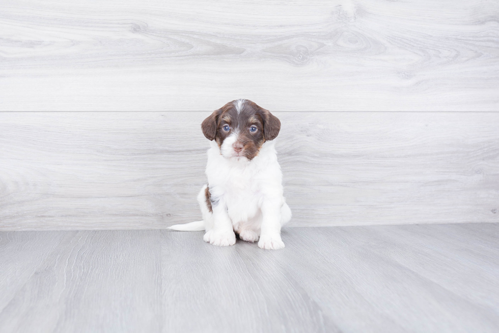 Playful Bernadoodle Poodle Mix Puppy