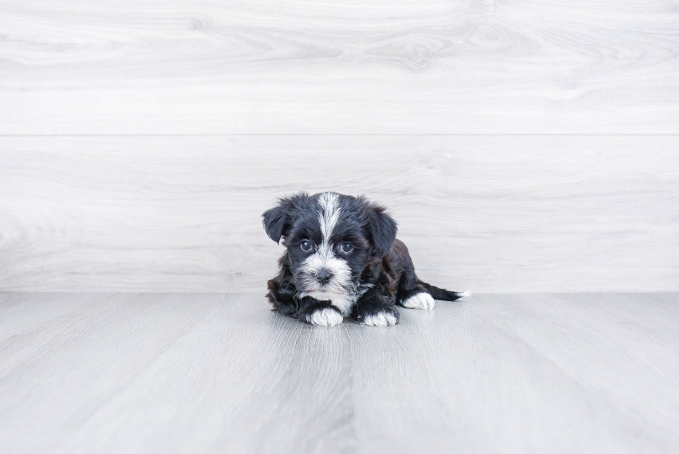 Morkie Puppy for Adoption