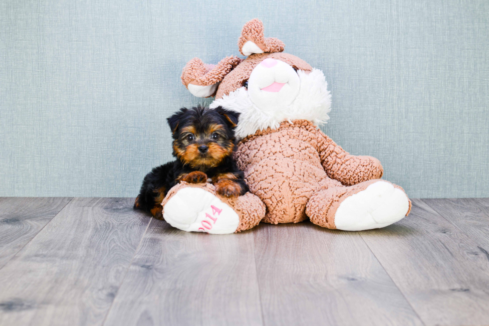 Meet Izzie - our Yorkshire Terrier Puppy Photo 