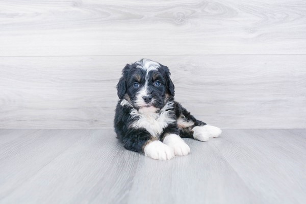 Sweet Mini Bernedoodle Baby