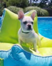 Puppy For Sale Premier Pups Puppy For Sale Premier Pups