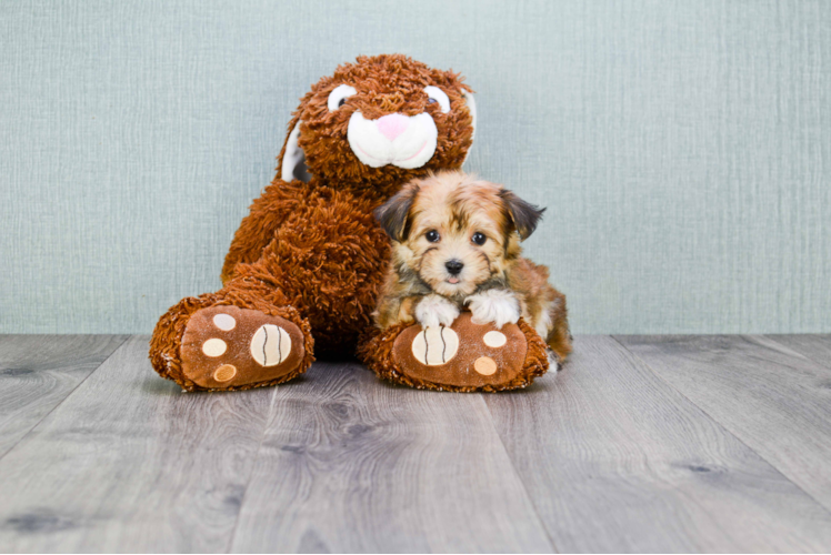 Funny Morkie Designer Pup
