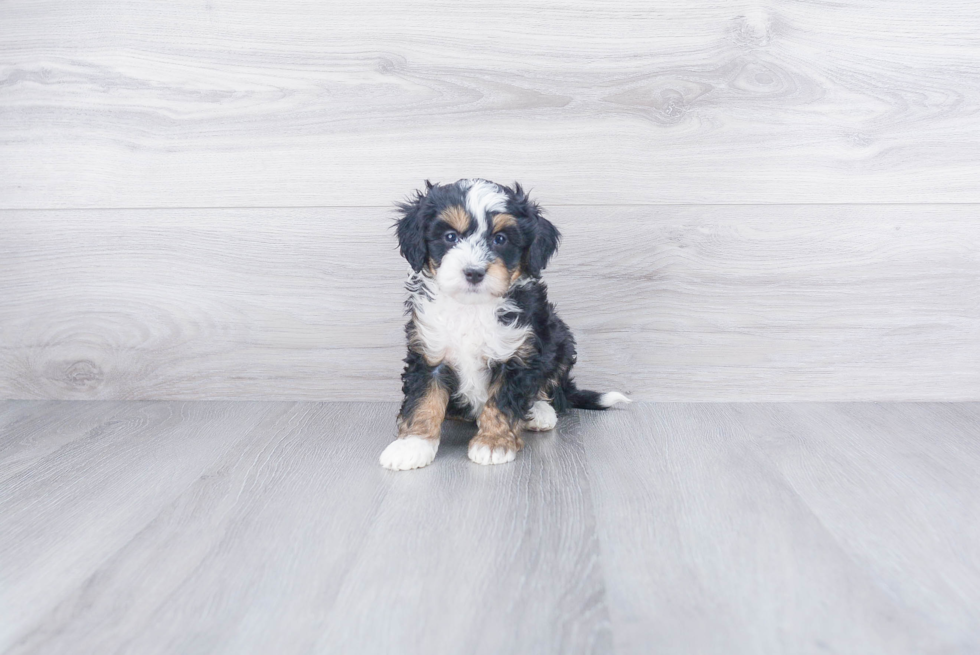 Smart Mini Bernedoodle Poodle Mix Pup