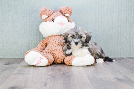 Best Havanese Baby