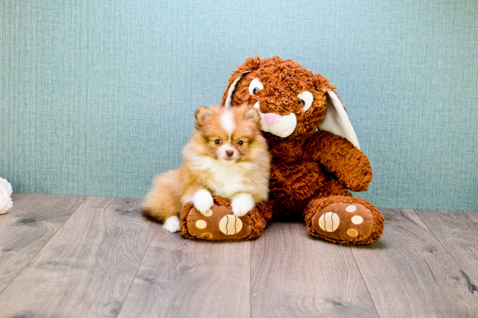 Fluffy Pomeranian Purebred Puppy