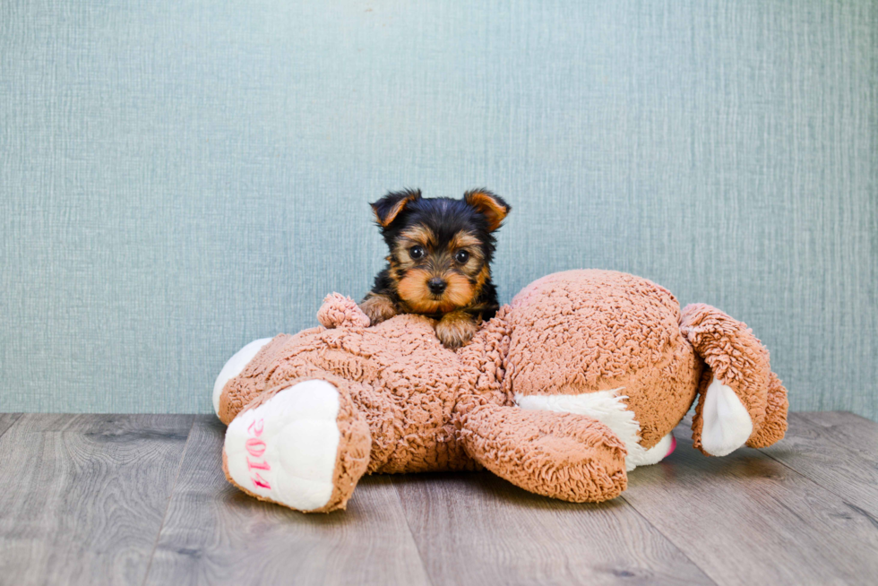Meet Rascal - our Yorkshire Terrier Puppy Photo 