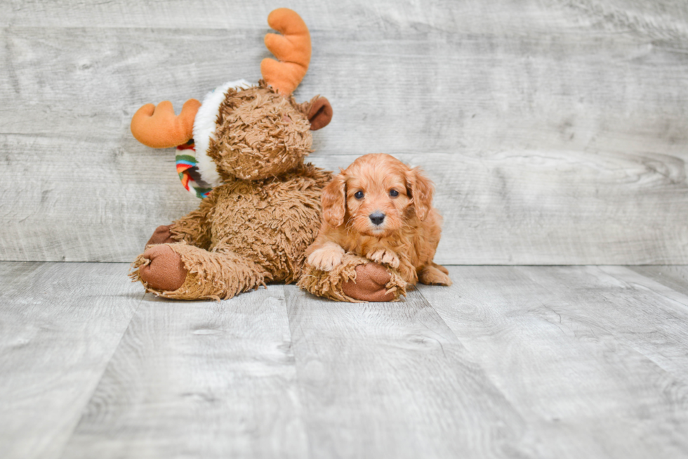 Sweet Cavapoo Baby