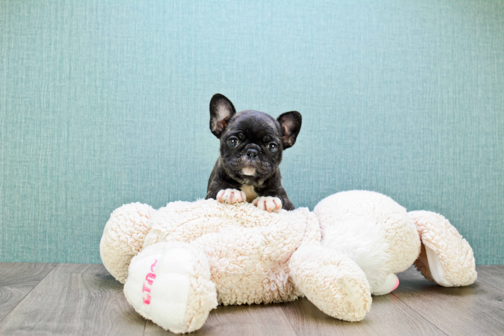 Akc Registered French Bulldog Baby