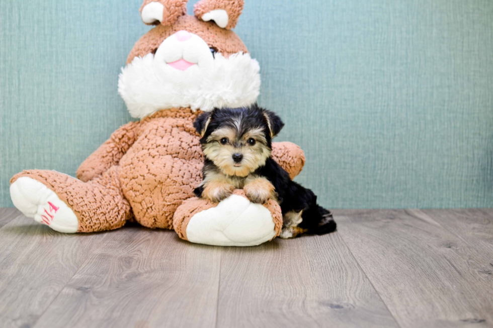 Morkie Pup Being Cute