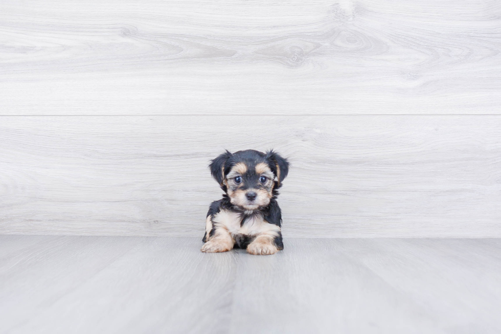 Morkie Pup Being Cute