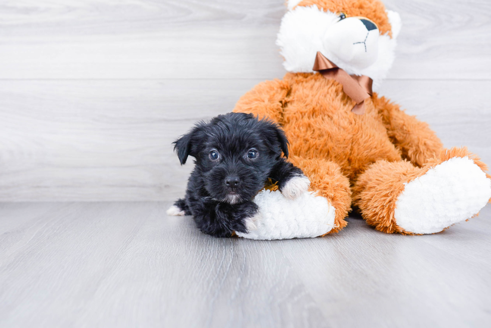 Energetic Yorkie Designer Puppy
