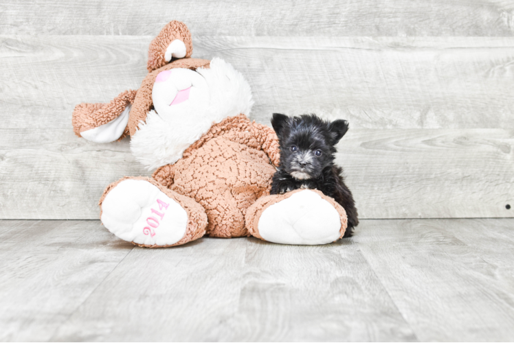 Funny Morkie Designer Pup