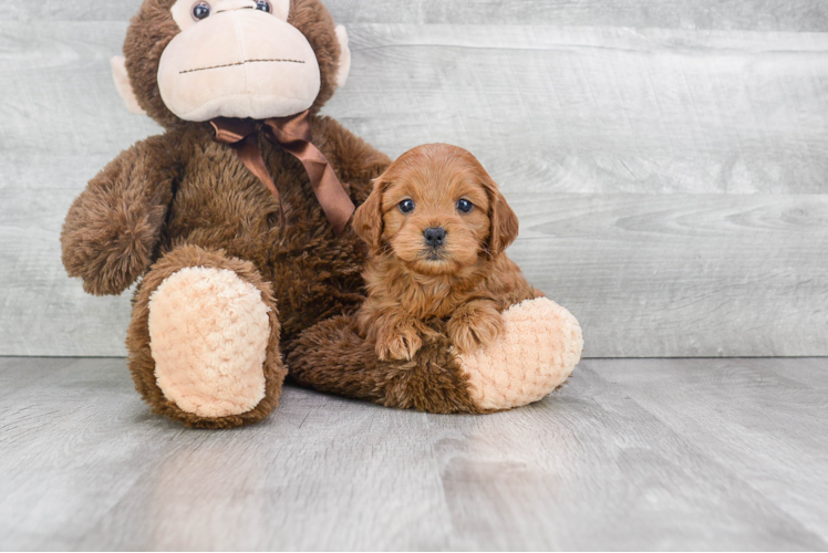 Sweet Cockapoo Baby