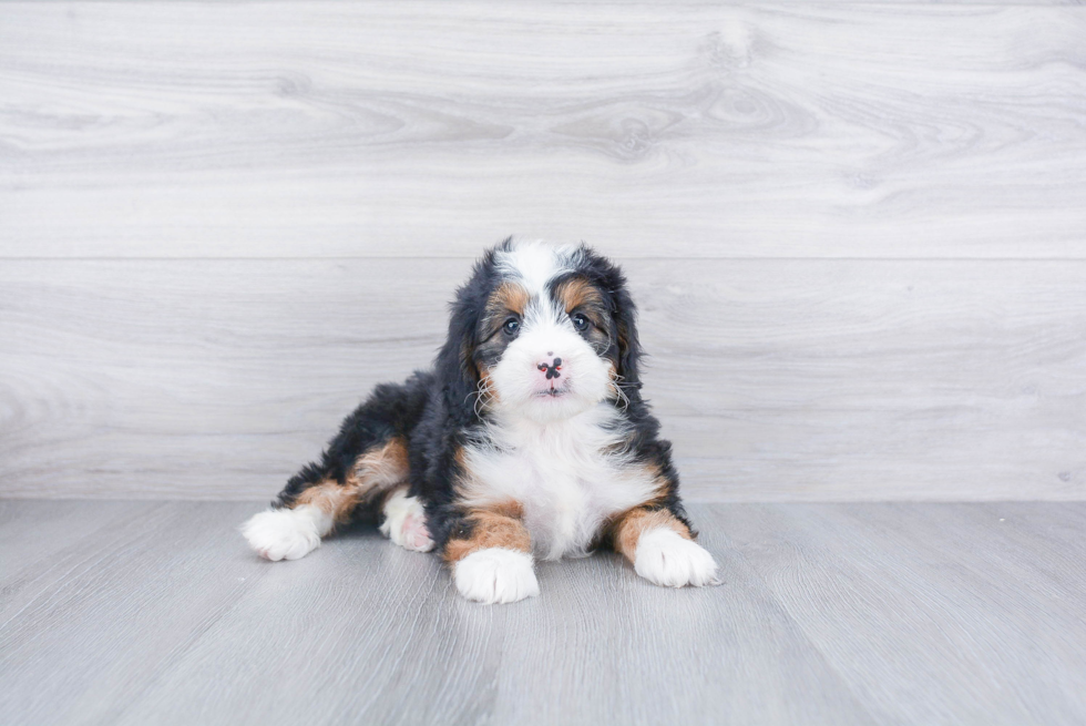 Funny Mini Bernedoodle Poodle Mix Pup