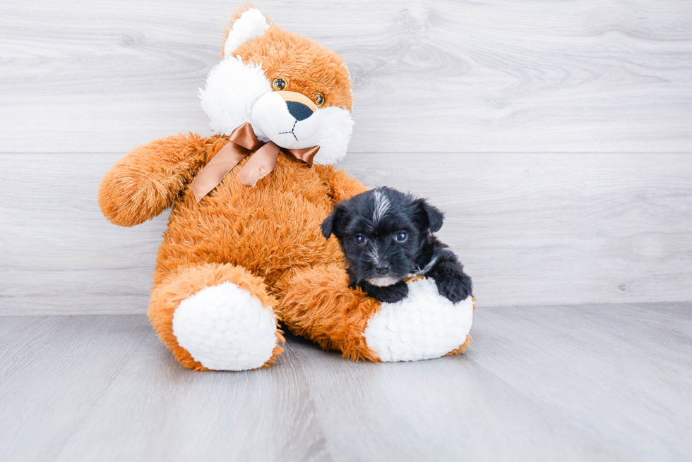 Popular Morkie Designer Pup