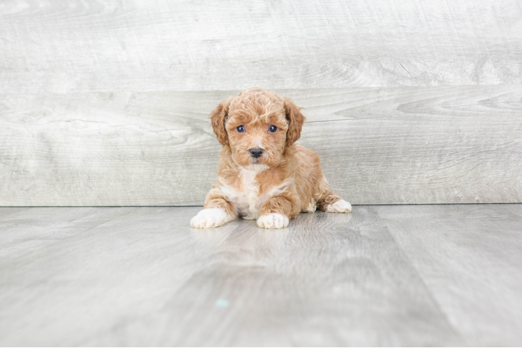 Maltipoo Puppy for Adoption