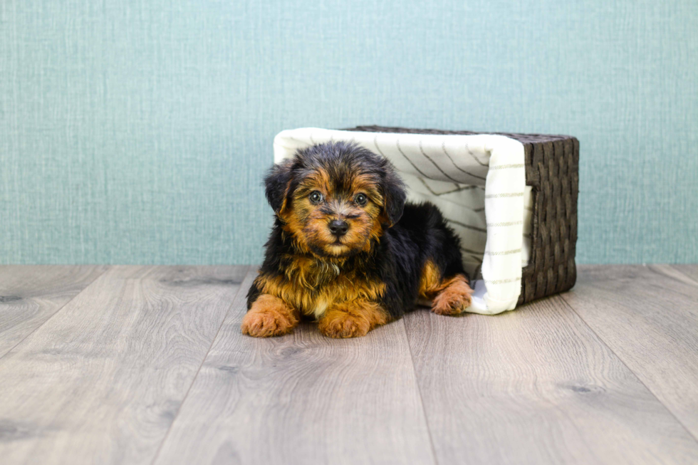 Popular Yorkie Poo Poodle Mix Pup