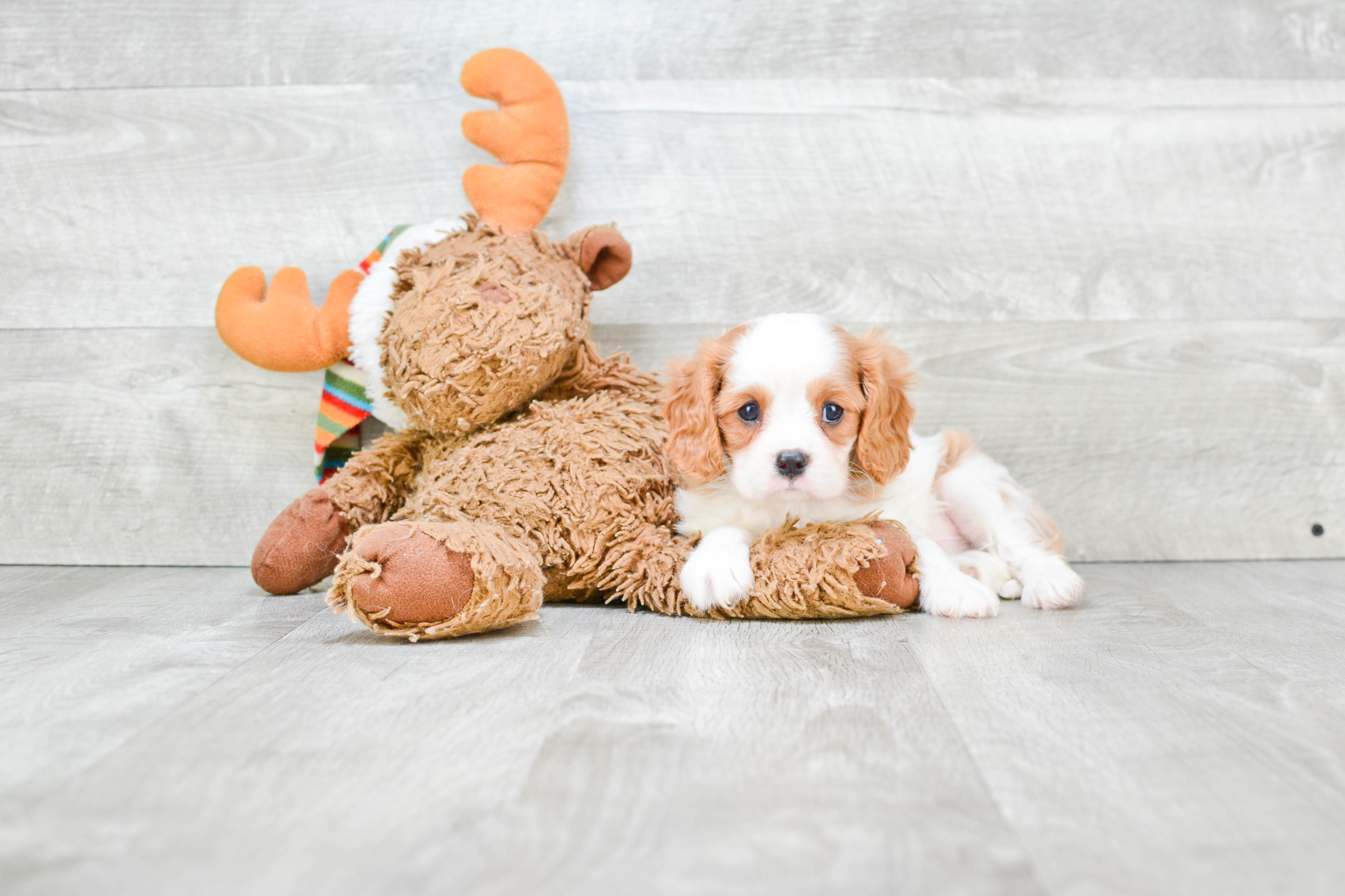 Cavalier King Charles Spaniel Puppy for Adoption