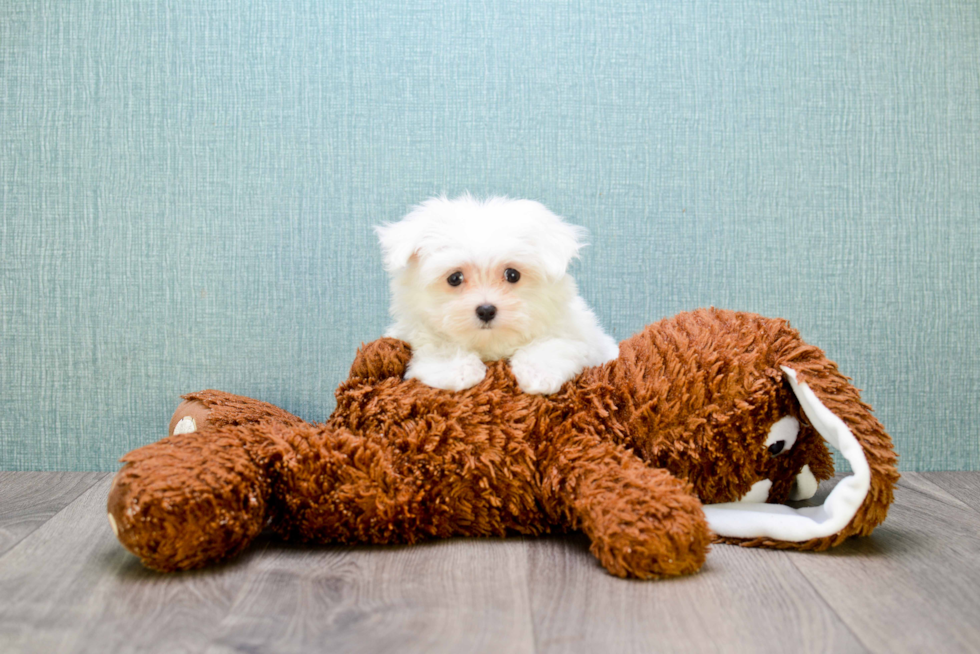 Popular Maltese Purebred Pup