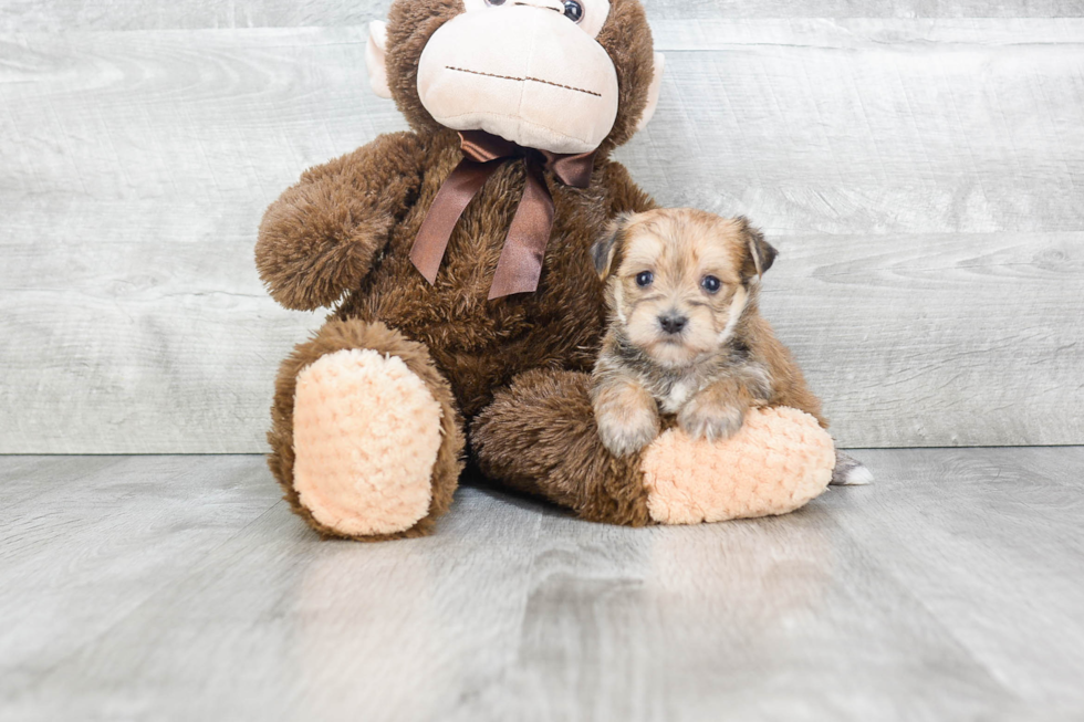 Playful Yorkie Designer Puppy