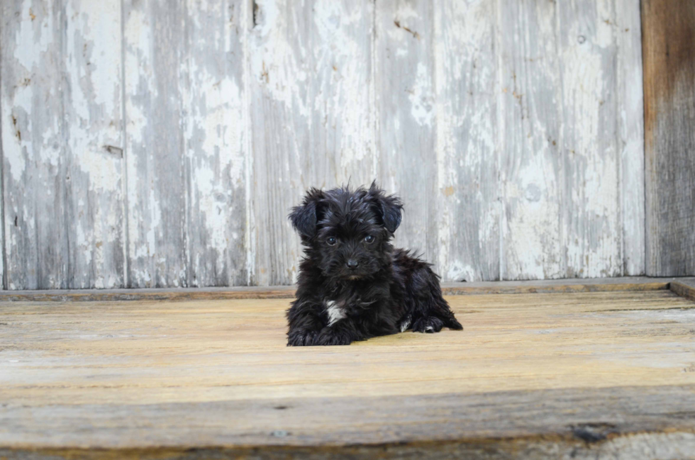Morkie Pup Being Cute
