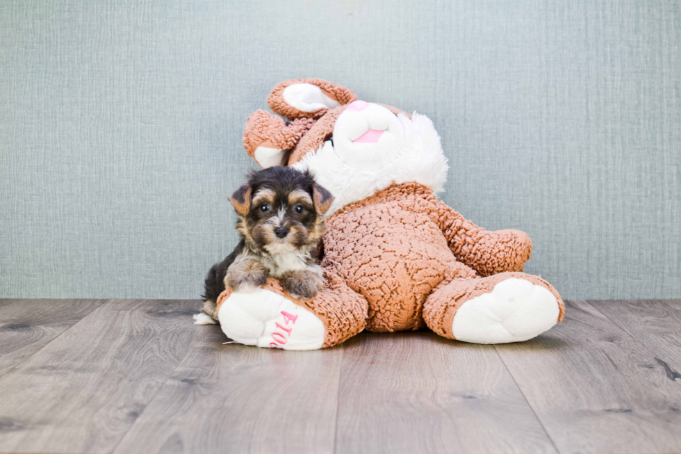 Best Morkie Baby