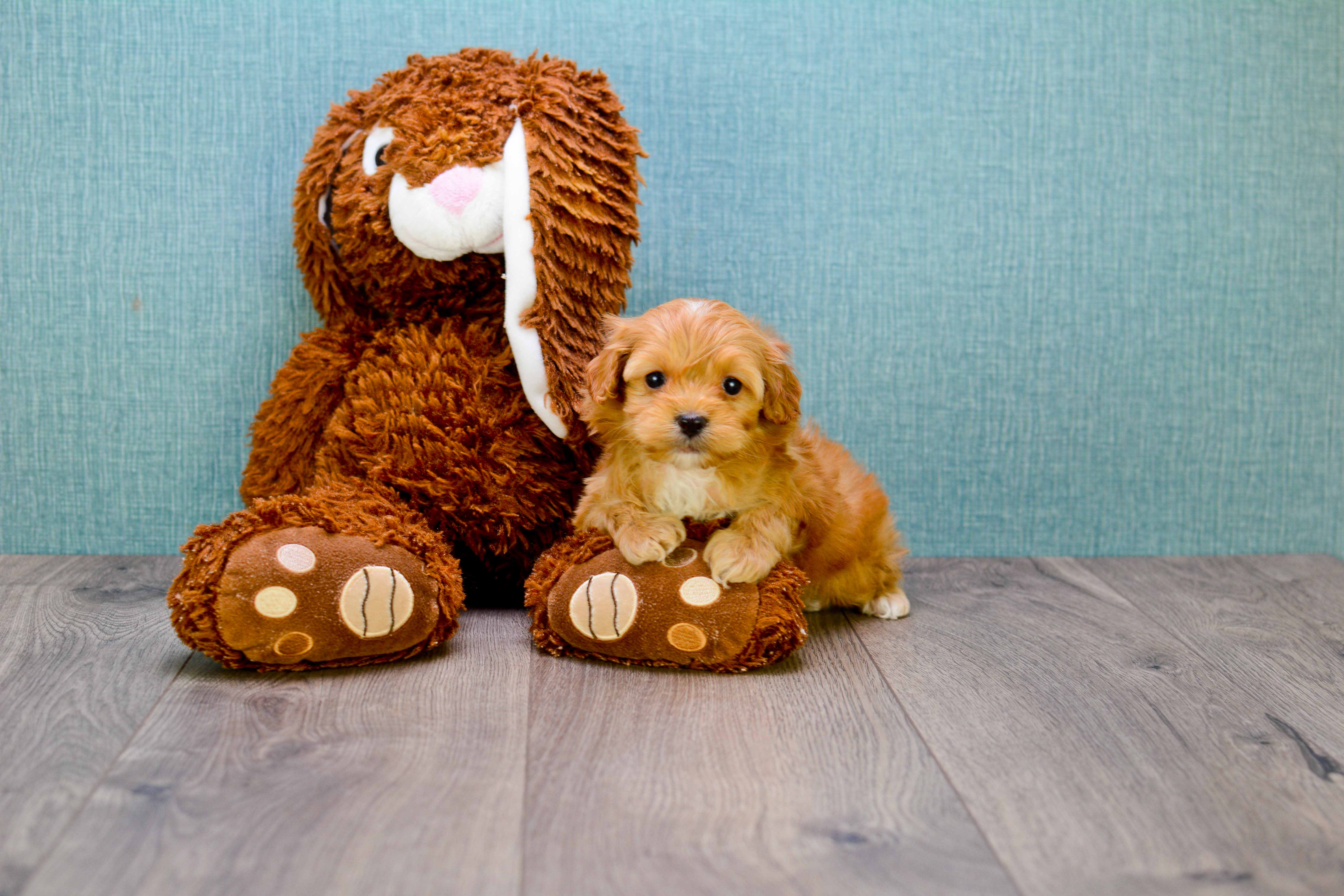Best Cavapoo Baby