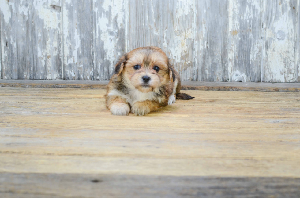 Little Yorkie Designer Puppy