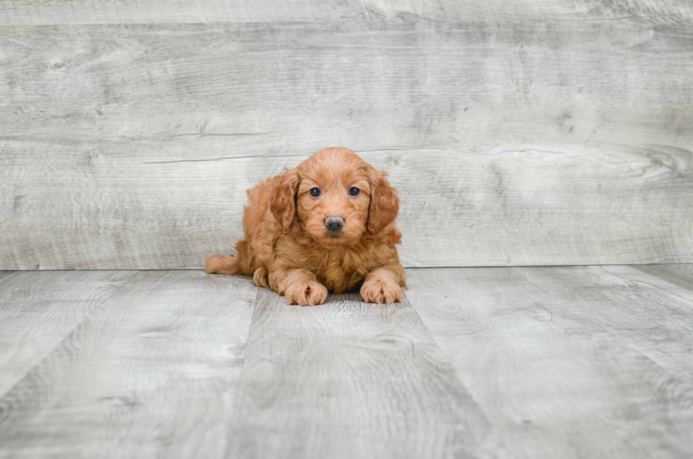 Mini Goldendoodle Puppy for Adoption