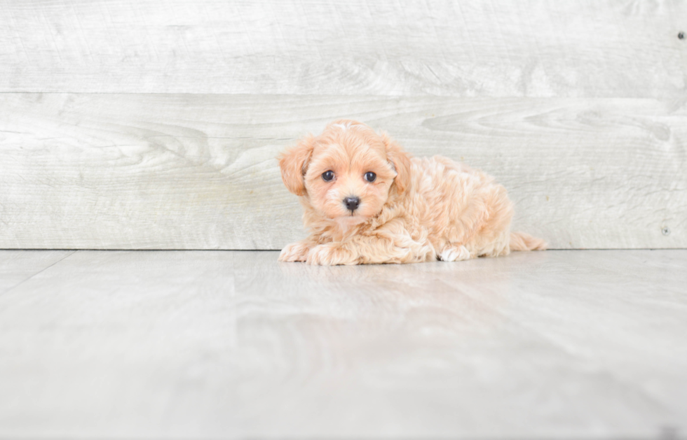Maltipoo Pup Being Cute