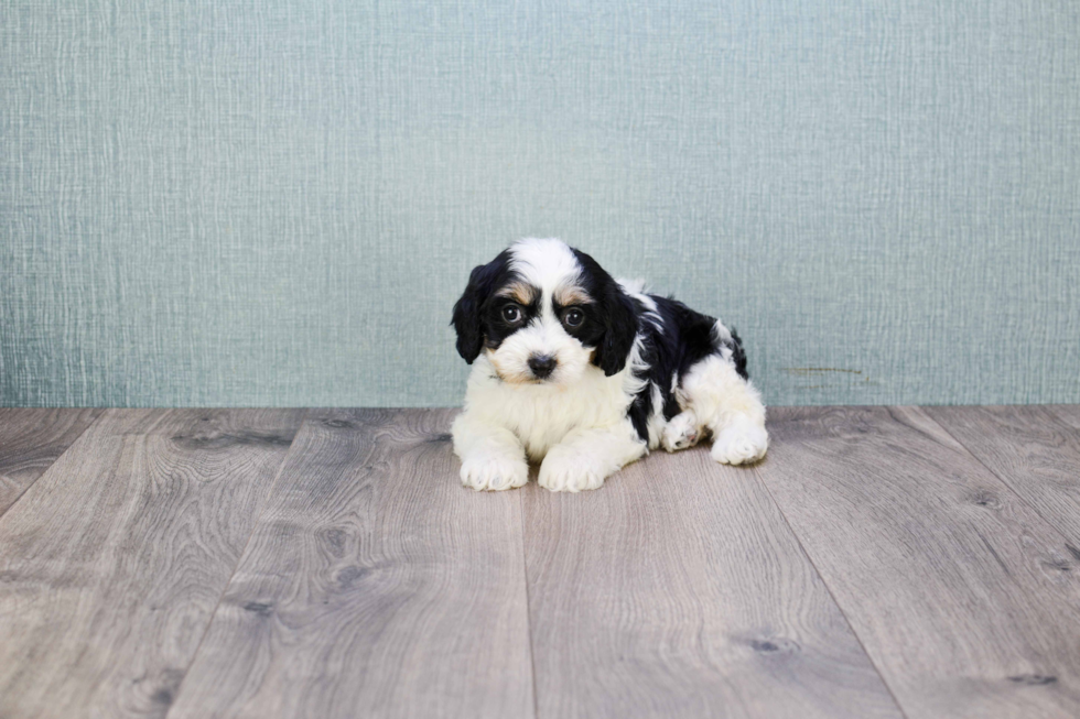 Happy Cavachon Baby