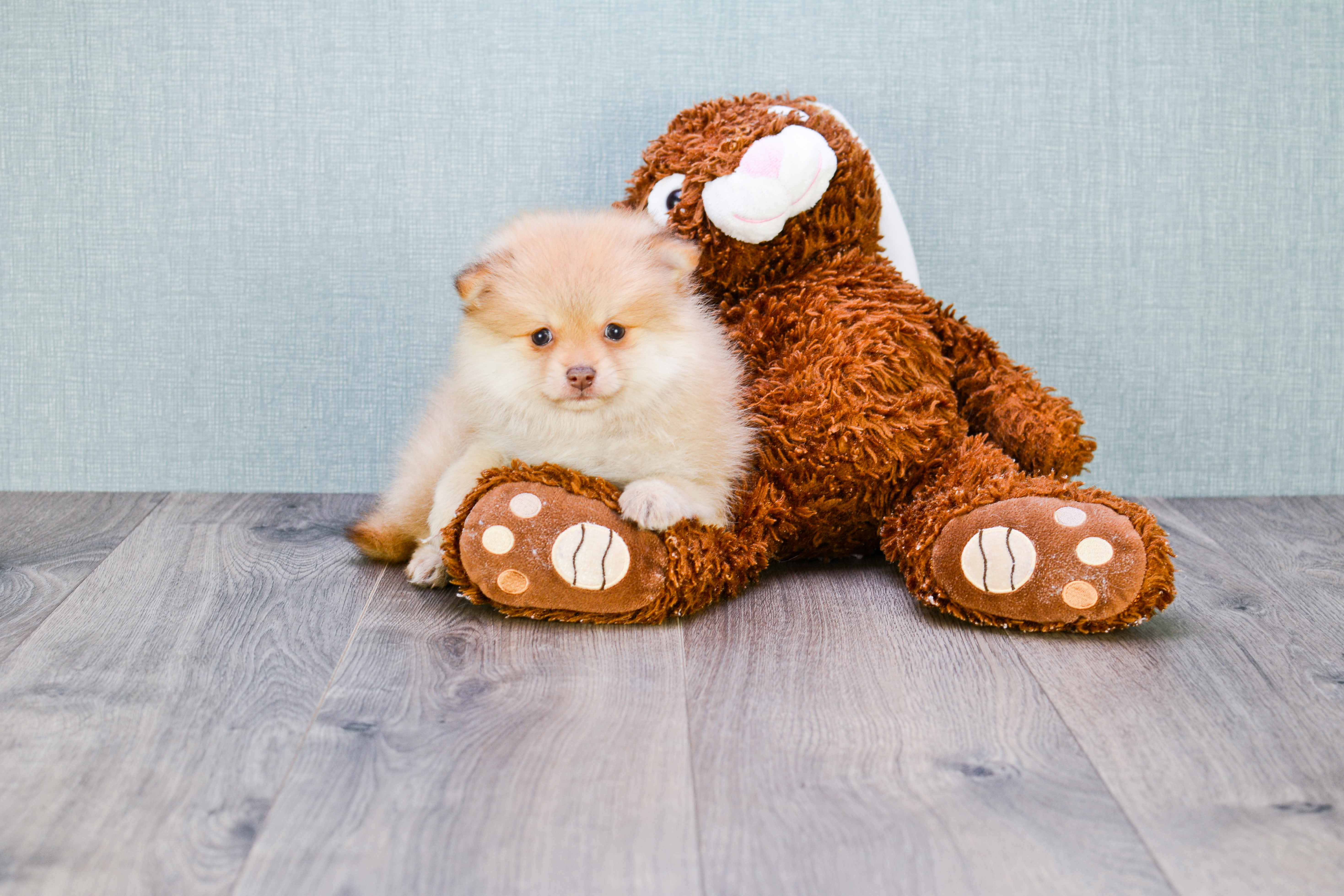 Hypoallergenic Pomeranian Baby