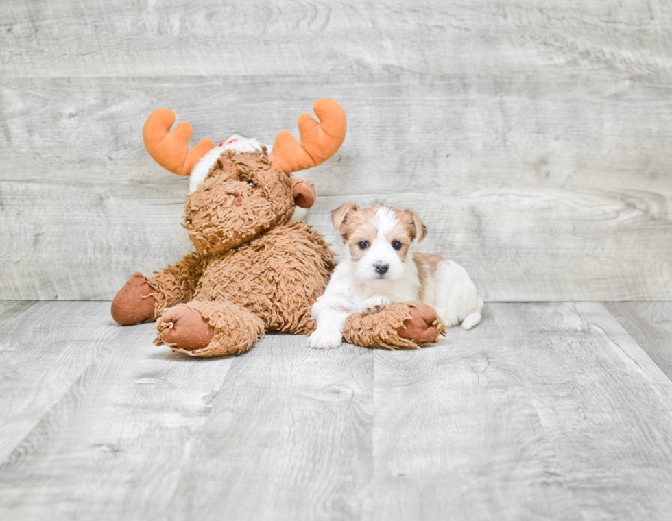 Little Yorkie Designer Puppy