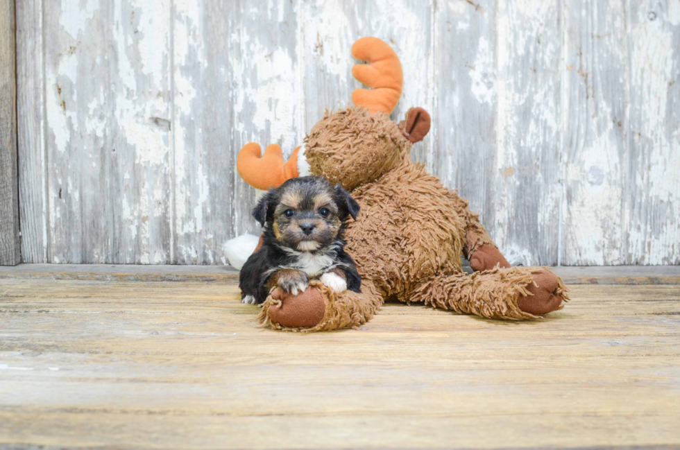 Small Morkie Baby
