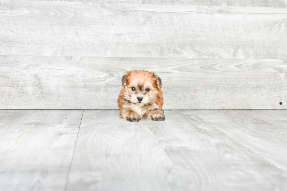 Small Morkie Baby