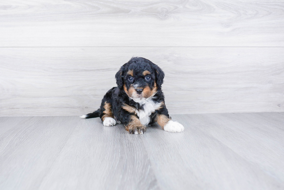 Best Mini Bernedoodle Baby