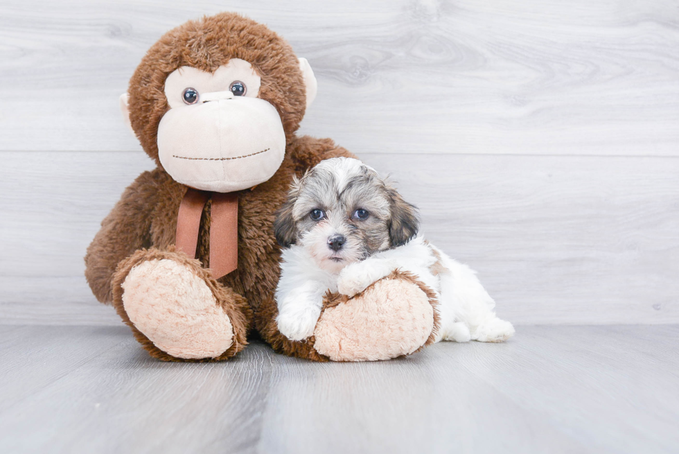 Teddy Bear Puppy for Adoption