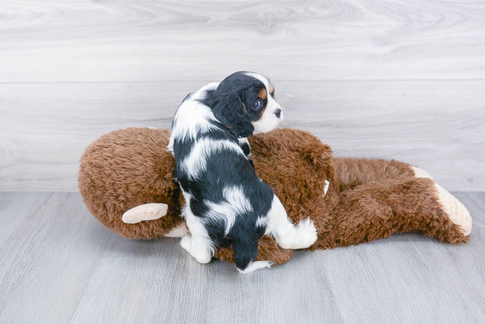 Friendly Cavalier King Charles Spaniel Baby