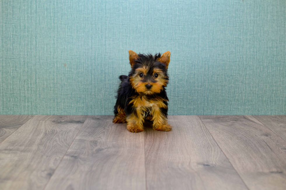 Meet Tinkerbell - our Yorkshire Terrier Puppy Photo 