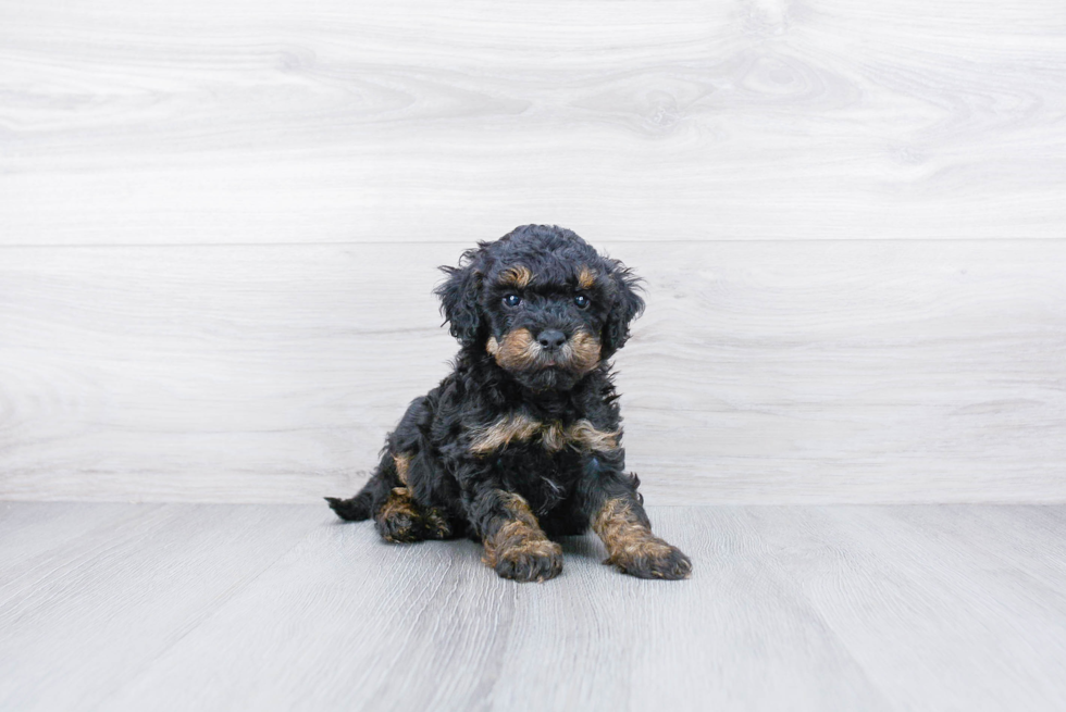 Mini Bernedoodle Puppy for Adoption