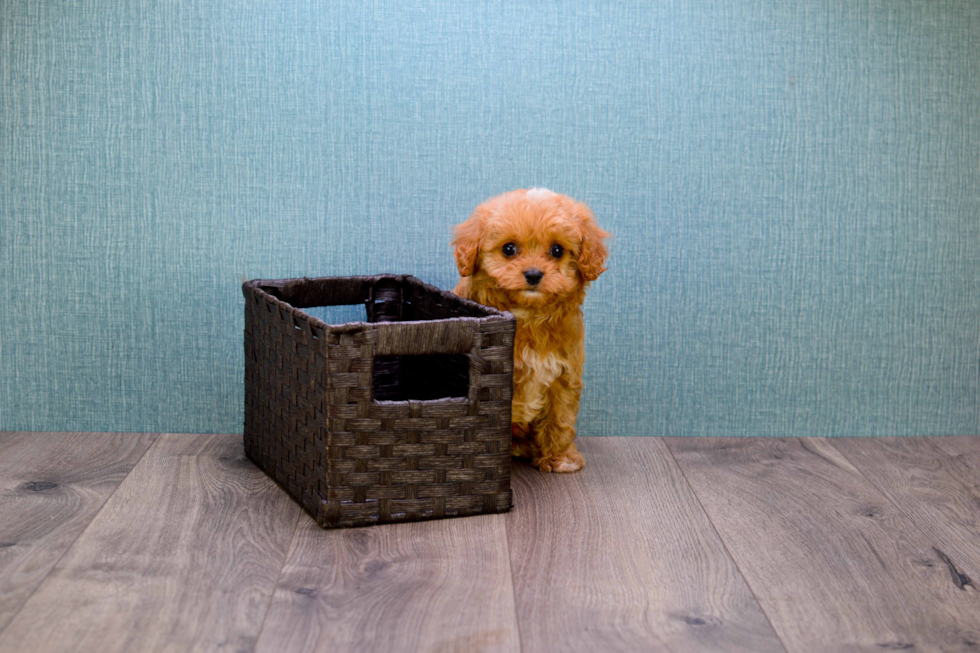 Best Cavapoo Baby