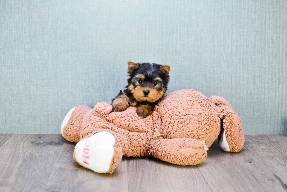 Meet Beckham - our Yorkshire Terrier Puppy Photo 