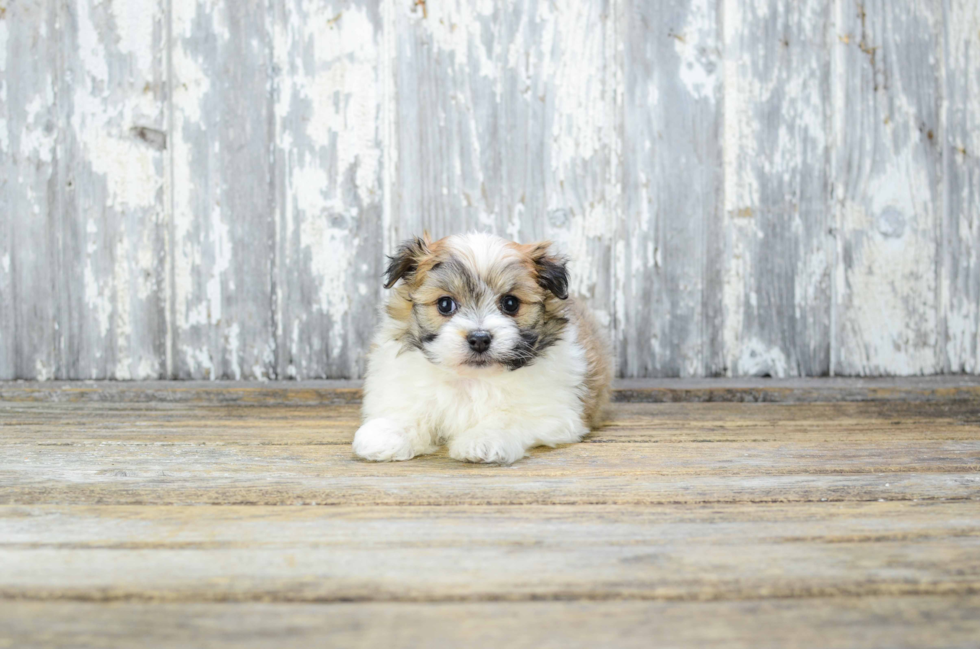 Maltipom Puppy for Adoption