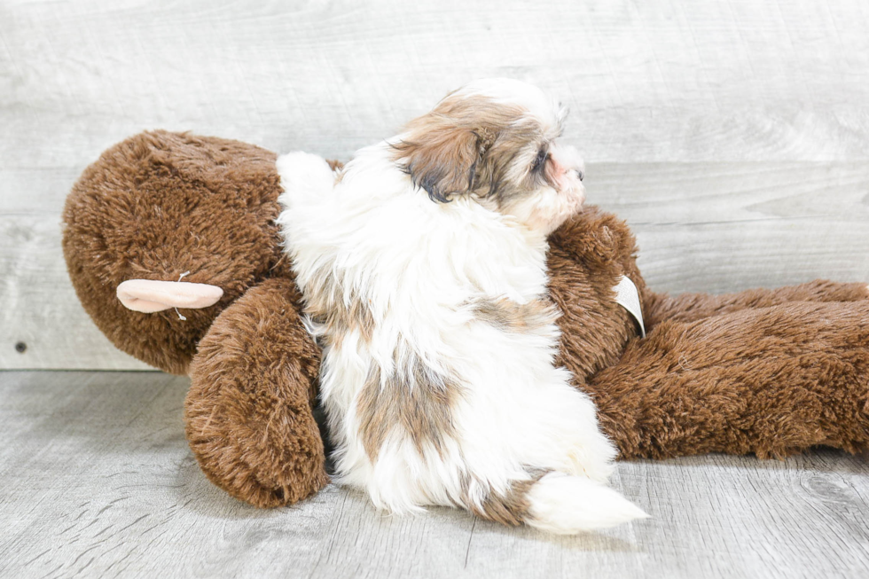 Akc Registered Havanese Baby