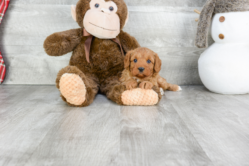 Best Cavapoo Baby