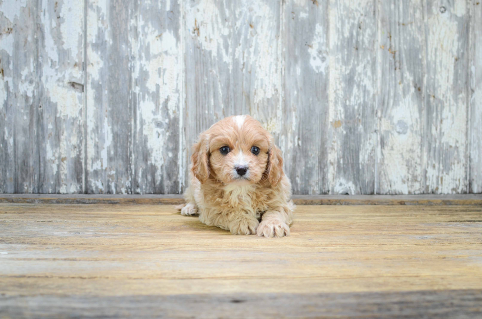 Sweet Cavapoo Baby