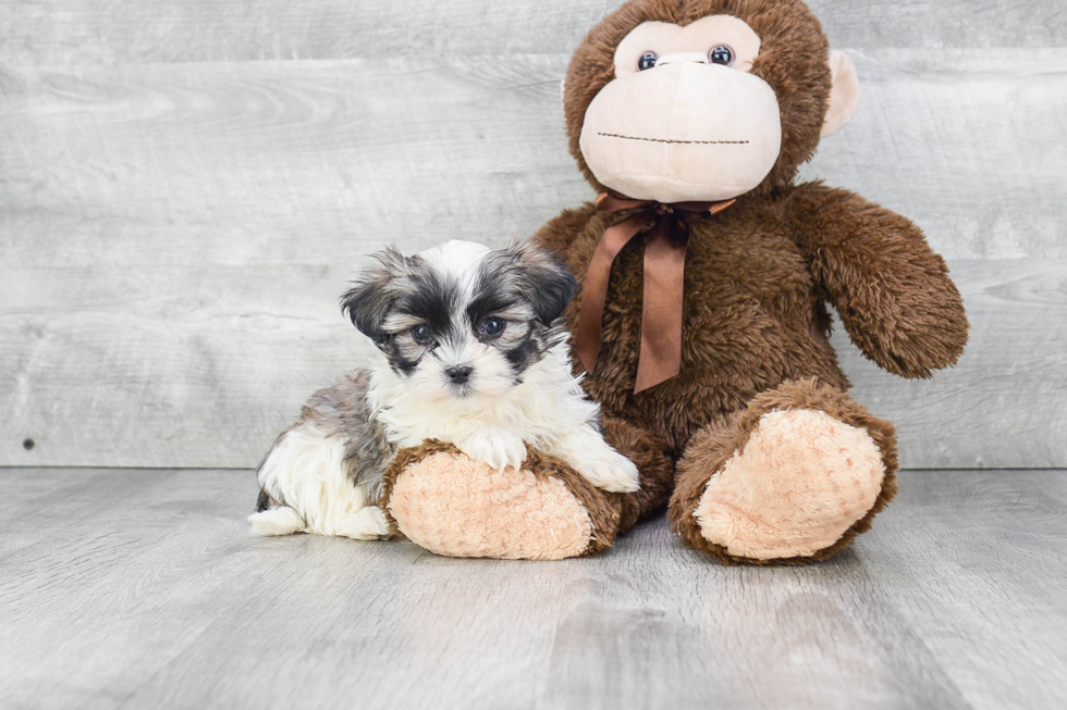 Happy Teddy Bear Baby