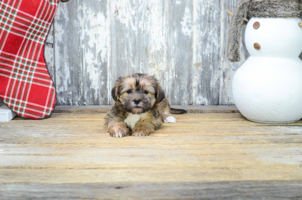 Shorkie Puppy for Adoption